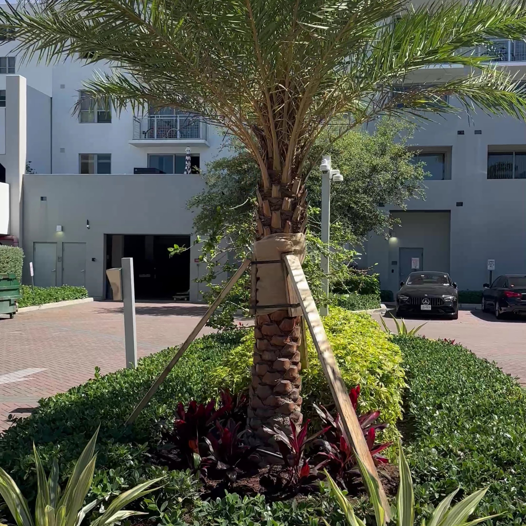 Finished palm installation